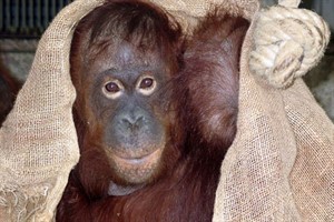 Orang_Shiwa_Zoo_Rostock