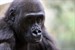 Zola verstärkt die Gorilla-WG im Rostocker Zoo