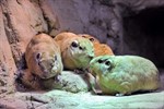 Gundis haben ihr Quartier im Rostocker Zoo bezogen