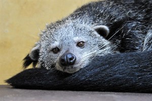 Binturong-Dame Salma im Rostocker Zoo