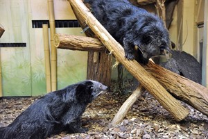 Binturongs im Zoo Rostock