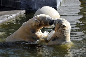 Mit der Klassiknacht 2013 startet die neue Spendenaktion, die den Eisbären zugute kommen soll