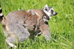 Strampeln für die Eisbären und Auslauf für die Kattas