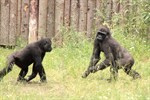 Gorilla-WG nimmt Freigehege im Darwineum in Besitz