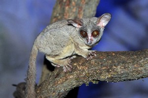 Nächtliche Erkundungstour durchs Darwineum: Die Senegal-Galagos haben so große Augen, um sich im Dunkeln besser zurechtzufinden. Die nachtaktiven Primaten im Darwineum werden schon bald auf nachtaktive Darwineum-Besucher stoßen