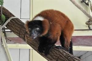 Zwei Rote Varis sind am Wochenende im Zoo Rostock eingezogen