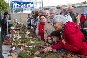 Landes Pilzausstellung 2013 im Botanischen Garten