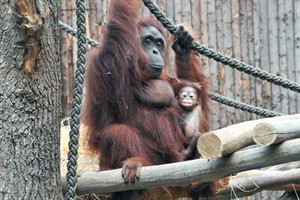 Orang-Utan-Baby Surya im Rostocker Zoo: Mit großer Begeisterung entdeckt die Kleine ihre Umgebung