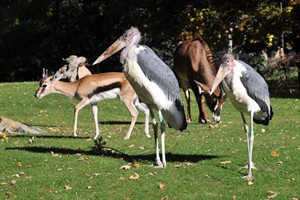 Marabus auf der Historischen Huftieranlage im Zoo Rostock