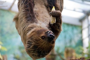 Faultier Sidney im Darwineum des Rostocker Zoos