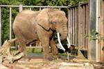 Rostocks letzter Elefant ist gestorben