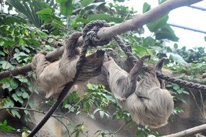 Faultier Oska (rechts) und Sidney im Zoo Rostock, Foto: Joachim Kloock