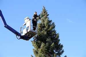 15 bis 20 Meter sind die beiden Weihnachtsbäume für den Weihnachtsmarkt groß, die wohl größten des Landes.