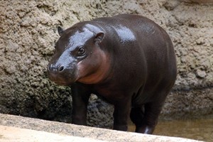 Zwergflusspferd aus dem Zoo Leipzig (Foto: Fabian Schmidt)