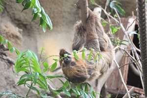 Faultier Jens im Darwineum des Zoos Rostock