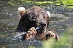 Trauer im Rostocker Zoo: Braunbär Bodo ist tot