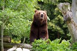 Auf der Braunbärenanlage im Zoo Rostock