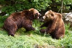 Die beiden Bärenbrüder wurden in Hamburgs Hagenbeck geboren