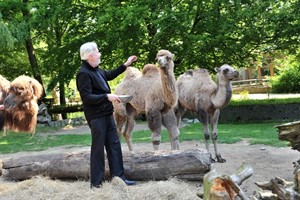 Klassiknacht 2014 im Zoo Rostock: Fanny und Cosima – auf diese Namen taufte Dirigent Peter Leonard im Vorfeld den Trampeltier-Nachwuchs gemeinsam mit Zoo-Direktor Udo Nagel.