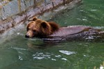 Einer der beiden Bären hat schon den Wassergraben erobert.