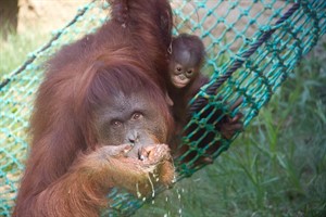 Orang-Utan-Mädchens Surya mit Mama Sunda im Darwineum Rostock (Archiv)