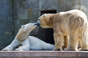 Pfingsten im Rostocker Zoo