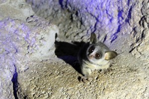 Galago-Baby im Rostocker Zoo (Foto: Manuel Kiep)