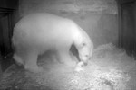 Eisbären-Nachwuchs im Rostocker Zoo