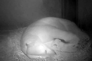 Nachwuchs bei den Eisbären im Rostocker Zoo