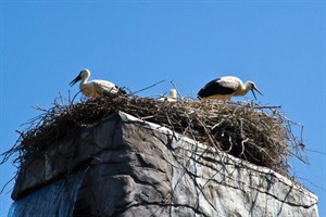 Im Rostocker Zoo ist die Vogelgrippe ausgebrochen. Ein Storch hatte sich infiziert.