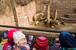 Die Zuschauer sind verzückt vom Rostocker Eisbären-Nachwuchs.