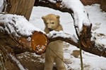 Fiete heißt der kleine Eisbär im Zoo Rostock