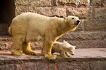 In den letzten Tagen haben die Tierpfleger acht bis zehn Stunden pro Tag helles Licht im Inneren der Bärenanlage angelassen, damit der kleine Eisbär sich an die Helligkeit gewöhnt.