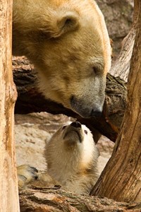 Vilma mit ihrem Sohn auf der Außenanlage im Zoo Rostock