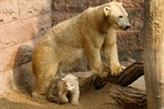 Zum ersten Mal erkundet der kleine Eisbär mit seiner Mutter die Außenanlage im Zoo Rostock.