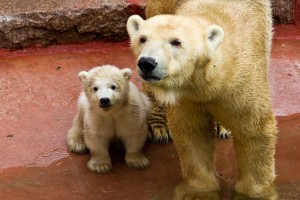 Eisbärjunge Fiete im Zoo Rostock