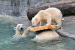 Zoo Rostock: Eisbärenjunge Fiete kann jetzt tief abtauchen