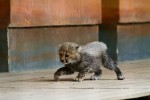 Neugierig erkundet ein kleiner Gepard das Gehege.