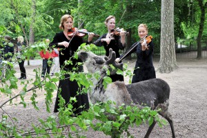 Das Rentier ist echt - die Violinistinnen Christine Pohl (v.li.), Katja Jahn und Gesine Müller von der Norddeutschen Philharmonie Rostock stimmen auf die Klassik-Nacht 2015 im Zoo Rostock ein (Foto: Joachim Kloock)