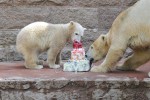 Halbjahresgeburtstag - Eistorte für Rostocks kleinen Eisbären Fiete