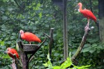 Die Roten Ibisse sind zurück im Zoo Rostock