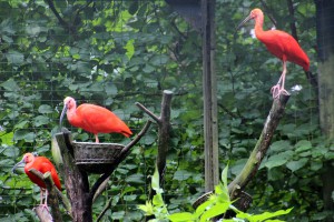 Große Freude im Zoo Rostock - die Roten Ibisse sind wieder da (Foto: Mirko Strätz, Zooverein)