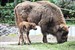 Wisent-Nachwuchs im Zoo Rostock