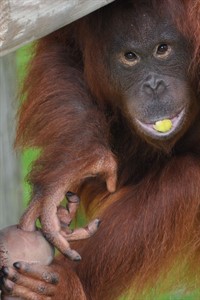 Orang-Utan-Mädchen Dinda lebt seit Donnerstag im Rostocker Zoo (Foto: Monkey World 2015)