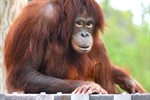 Orang-Utan-Mädchen Dinda lebt seit Donnerstag im Rostocker Zoo