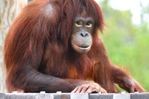 Die neunjährige Dinda verstärkt die Orang-Utan-Gruppe im Darwineum im Zoo Rostock (Foto: Monkey World 2015)