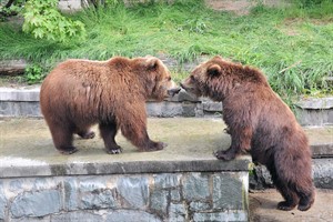 Kamtschatkabärenzwillinge Wanja und Misho verlassen den Zoo Rostock (Foto: Joachim Kloock)