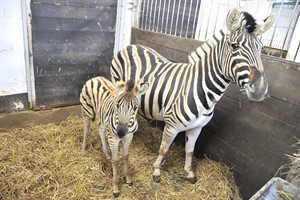 Zebra-Jungtier Shari mit Mutter Hakanika im Rostocker Zoo (Foto: Joachim Kloock)