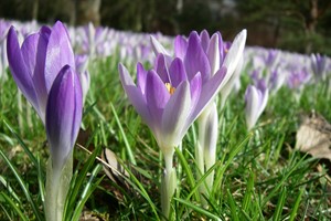 Krokusse im Botanischen Garten (Foto: Uni Rostock)