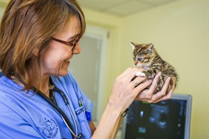 Die Tierklinik Rostock wurde als katzenfreundliche Klinik ausgezeichnet, im Bild: Tierärztin Tanja Niggemeyer (Foto: Kristina Becker)